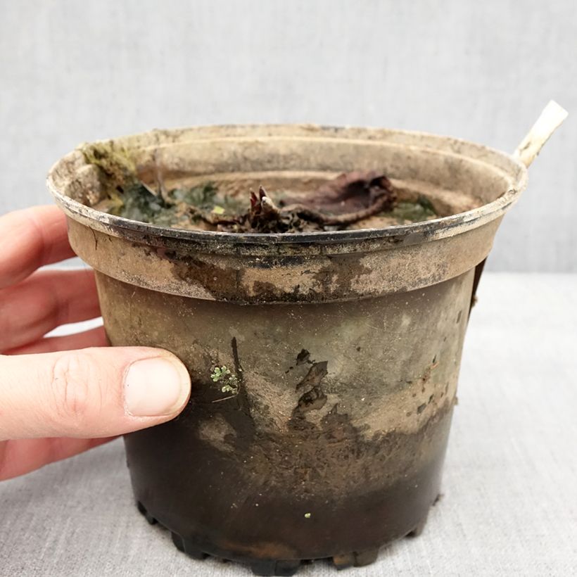 Nymphaea Hal Miller 1.5L/2L pot sample as delivered in winter