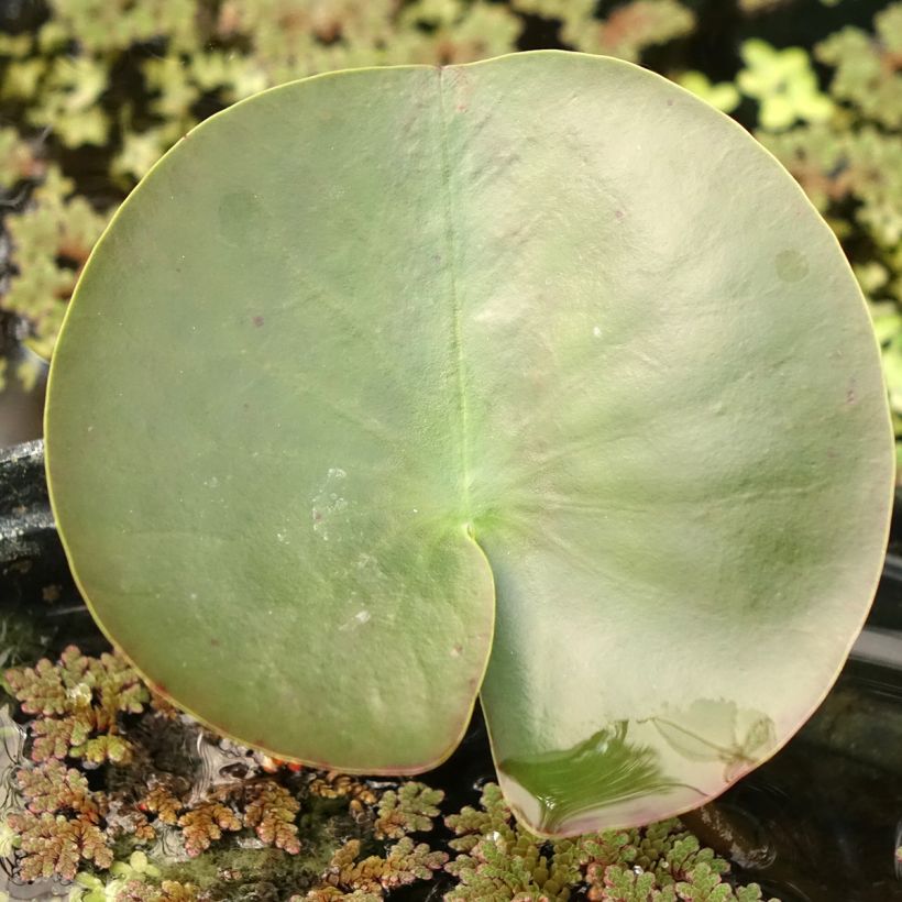Nymphaea Hermine (Foliage)