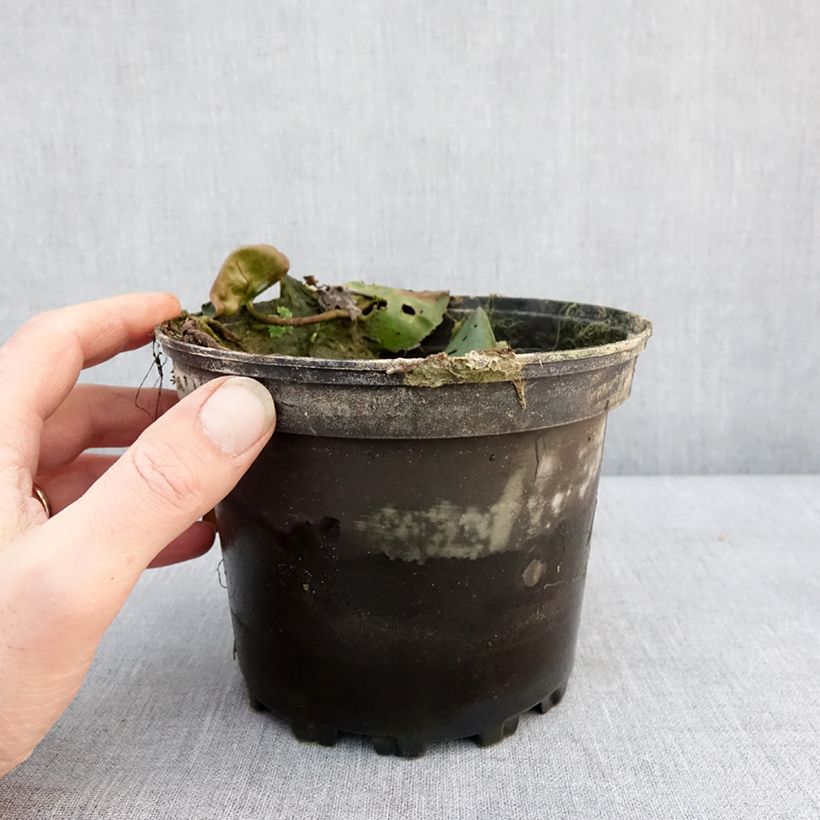 Nymphaea Hermine 1.5L/2L pot sample as delivered in winter