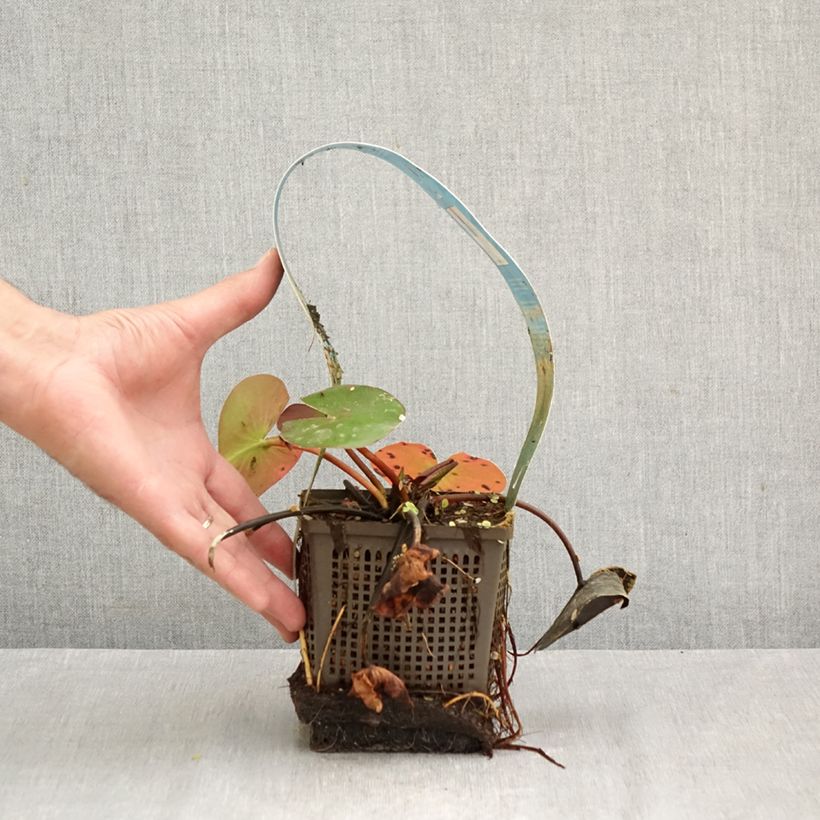 Nymphaea Hollandia - Water Lily 1L/1.5L pot sample as delivered in autumn