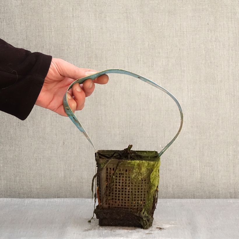 Nymphaea Hollandia - Water Lily 1L/1.5L pot sample as delivered in winter