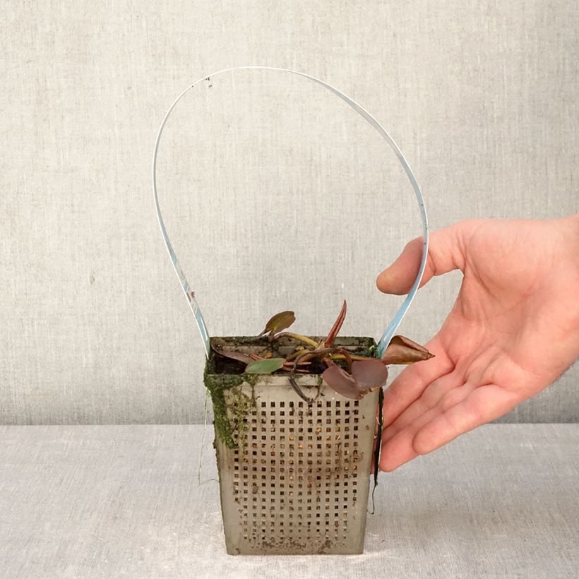 Nymphaea Hollandia - Water Lily 1L/1.5L pot sample as delivered in spring