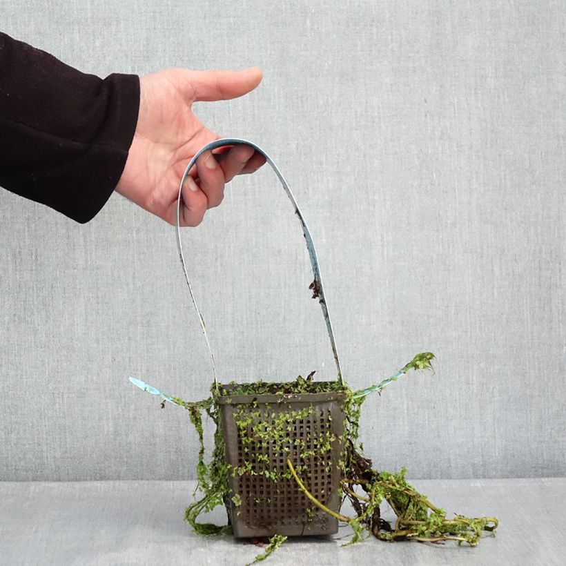 Nymphaea James Brydon - Water Lily 1L/1.5L pot sample as delivered in winter