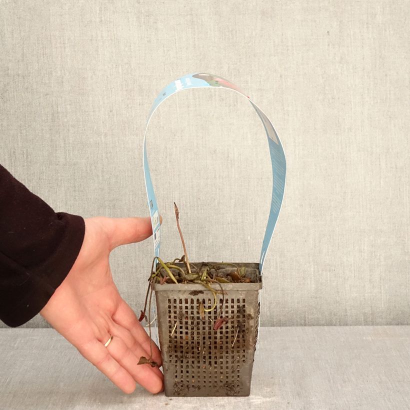 Nymphaea James Brydon - Water Lily 1L/1.5L pot sample as delivered in spring