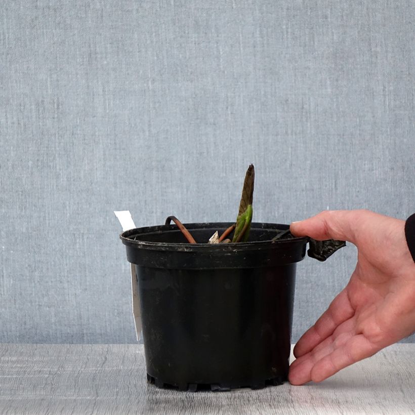 Nymphaea Jean de la Marsalle 1.5L/2L pot sample as delivered in spring