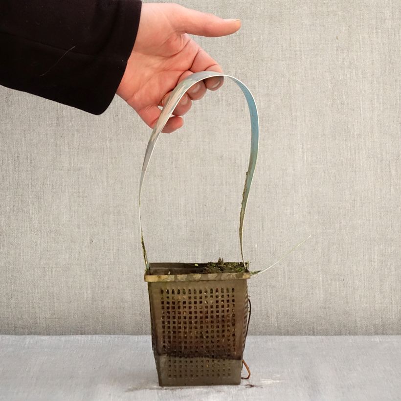 Nymphaea Laydekeri Liliacea - Water Lily 1L/1.5L pot sample as delivered in winter