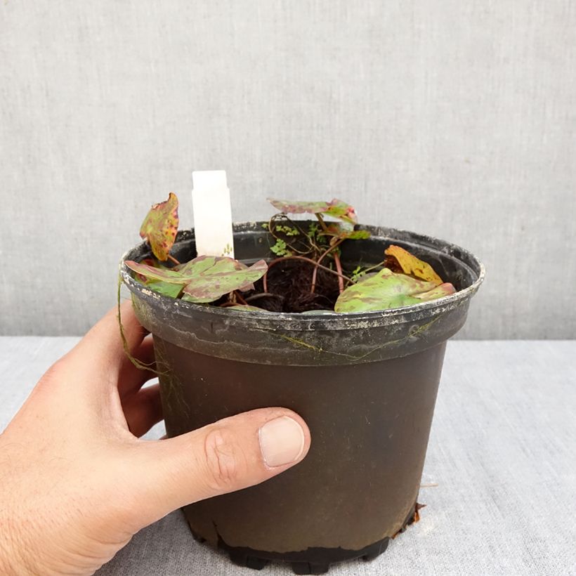 Nymphaea Lemon Chiffon - Waterlily 1.5L/2L pot sample as delivered in autumn