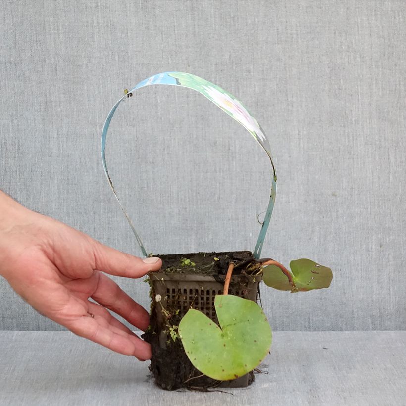 Nymphaea Madame Wilfron - Water Lily 1L/1.5L pot sample as delivered in autumn