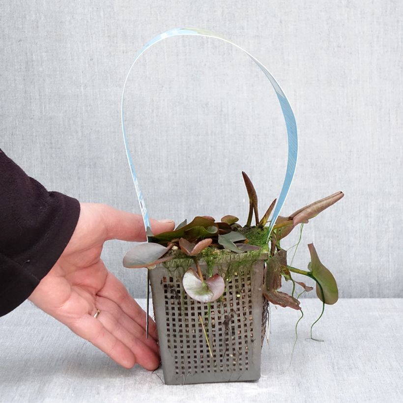 Nymphaea Marliacea Albida - Water Lily 1L/1.5L pot sample as delivered in spring