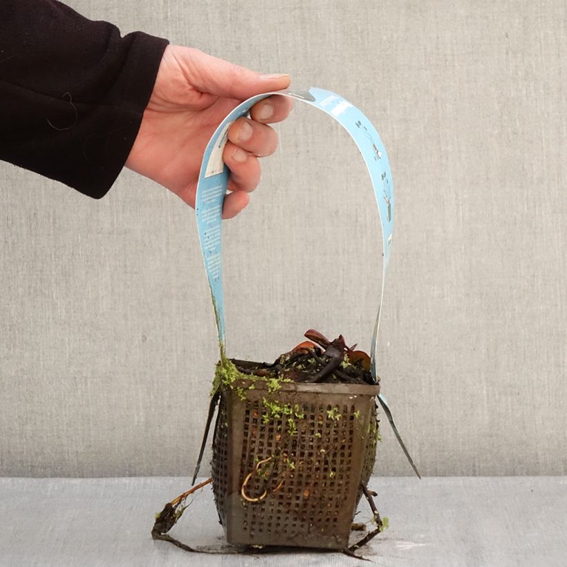 Nymphaea Marliacea Carnea - Water Lily 1L/1.5L pot sample as delivered in winter