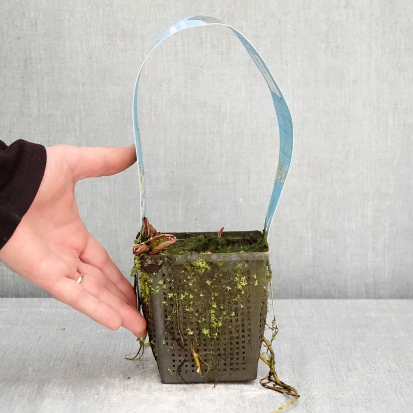 Nymphaea Marliacea Carnea - Water Lily 1L/1.5L pot sample as delivered in spring