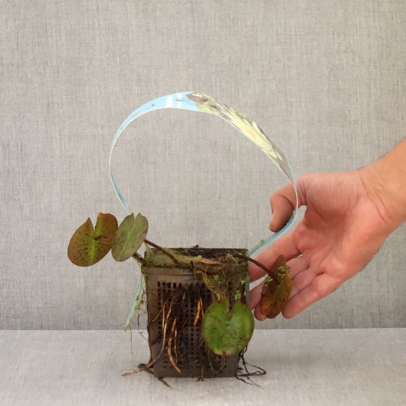Nymphaea Marliacea Chromatella - Water Lily 1L/1.5L pot sample as delivered in autumn