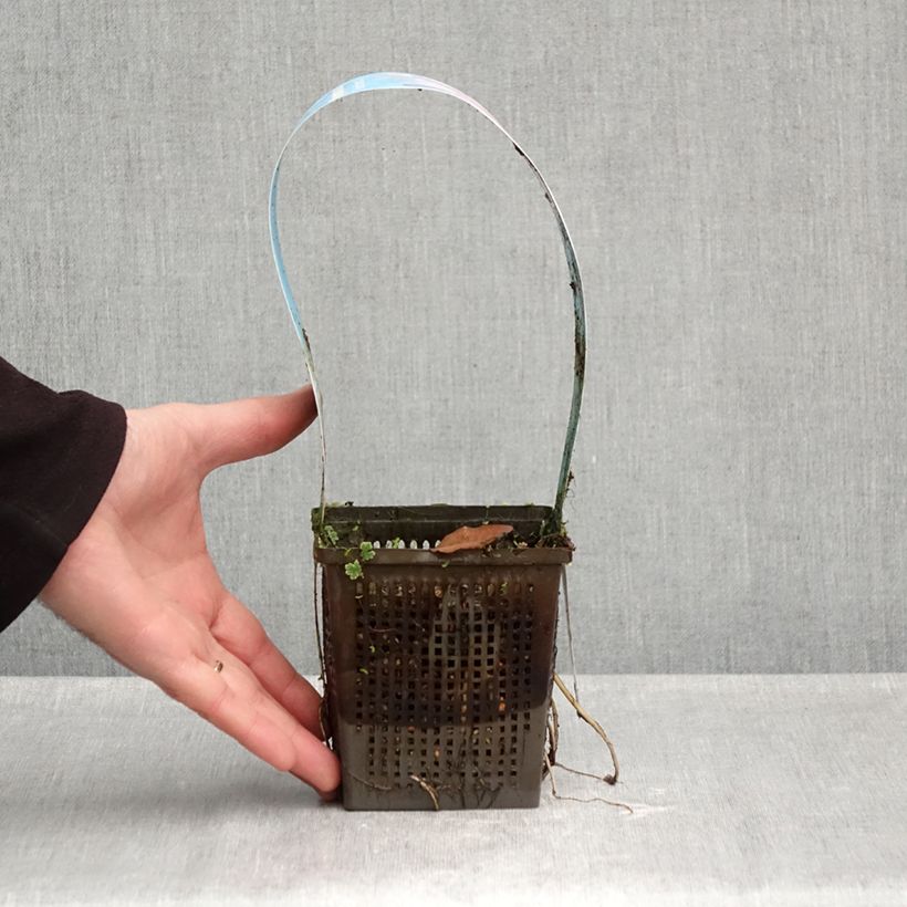 Nymphaea Marliacea Rubra - Water Lily 1L/1.5L pot sample as delivered in autumn