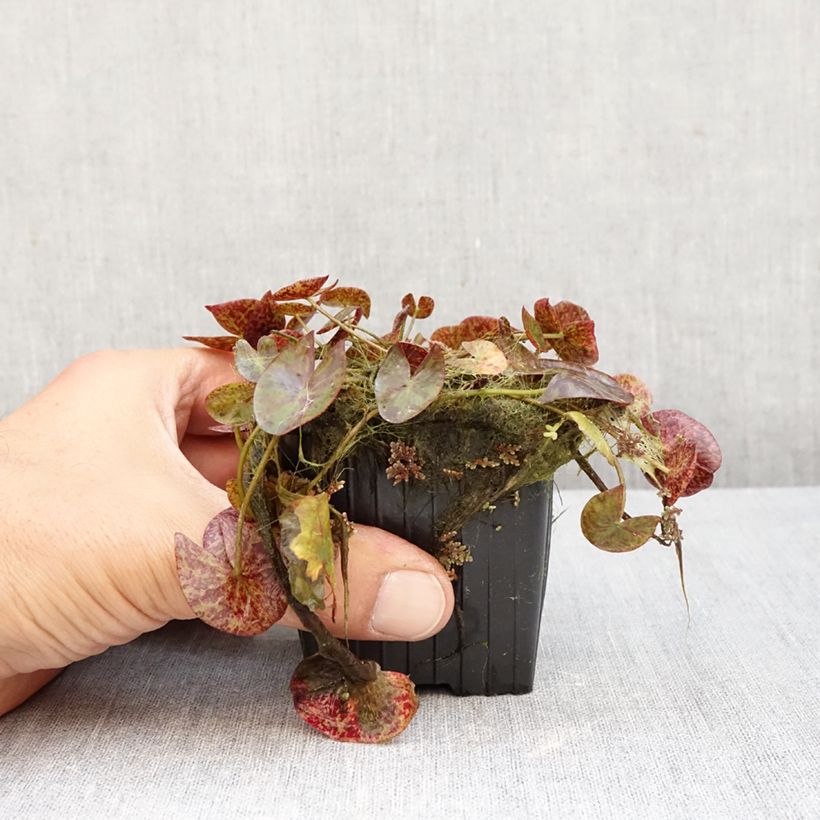 Nymphaea Miami Rose - Waterlily 1.5L/2L pot sample as delivered in autumn