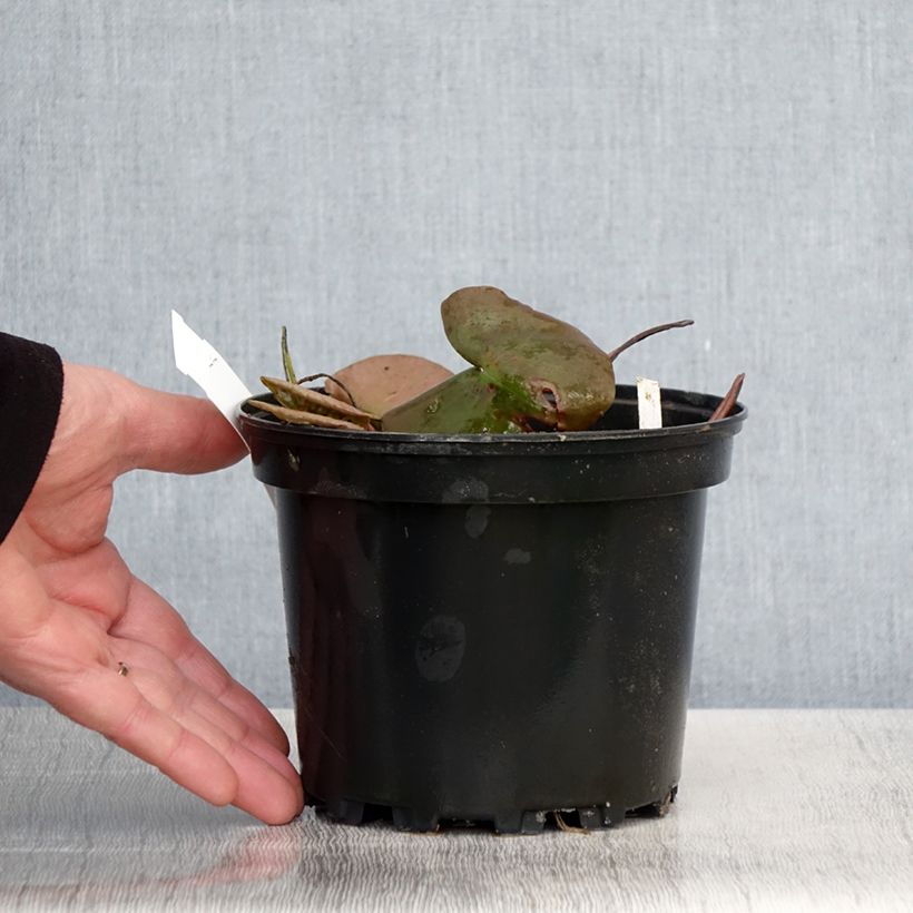 Nymphaea Odorata Suavissima - Waterlily 1.5L/2L pot sample as delivered in spring