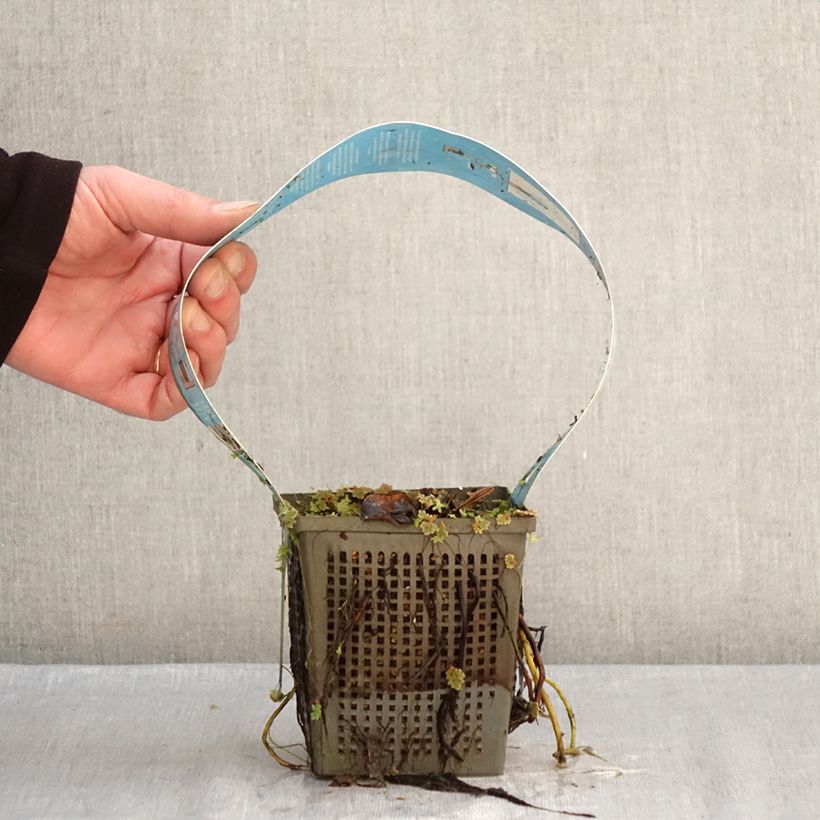 Nymphaea Perry's Double - Water Lily 1L/1.5L pot sample as delivered in winter