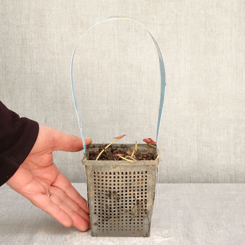 Nymphaea Perry's Double - Water Lily 1L/1.5L pot sample as delivered in spring