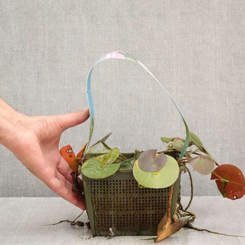 Nymphaea Peter Slocum - Water Lily 3L/4L pot sample as delivered in autumn