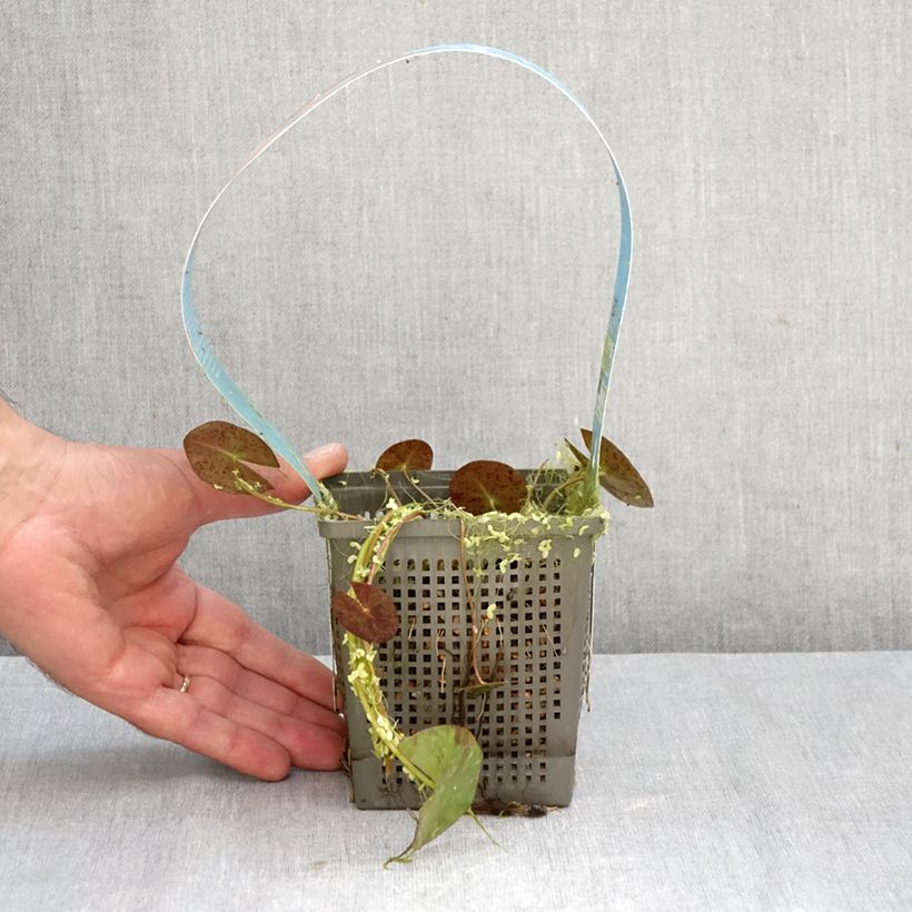 Nymphaea Phoebus - Water Lily 1L/1.5L pot sample as delivered in autumn