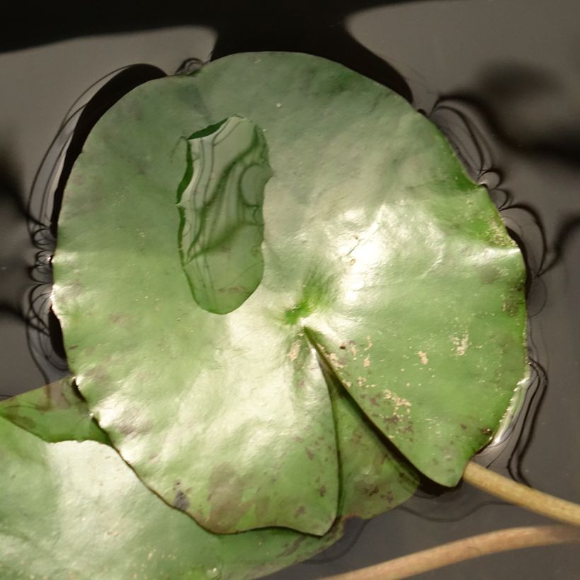 Nymphaea Pygmaea Helvola - Water Lily (Foliage)
