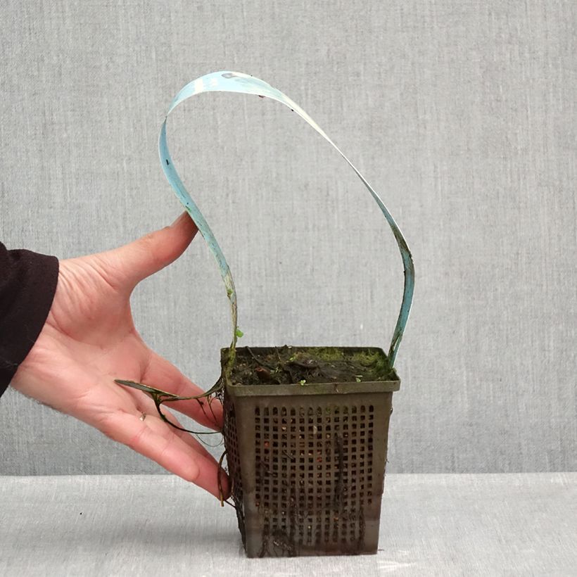 Nymphaea Ray Davies - Water Lily 1L/1.5L pot sample as delivered in autumn