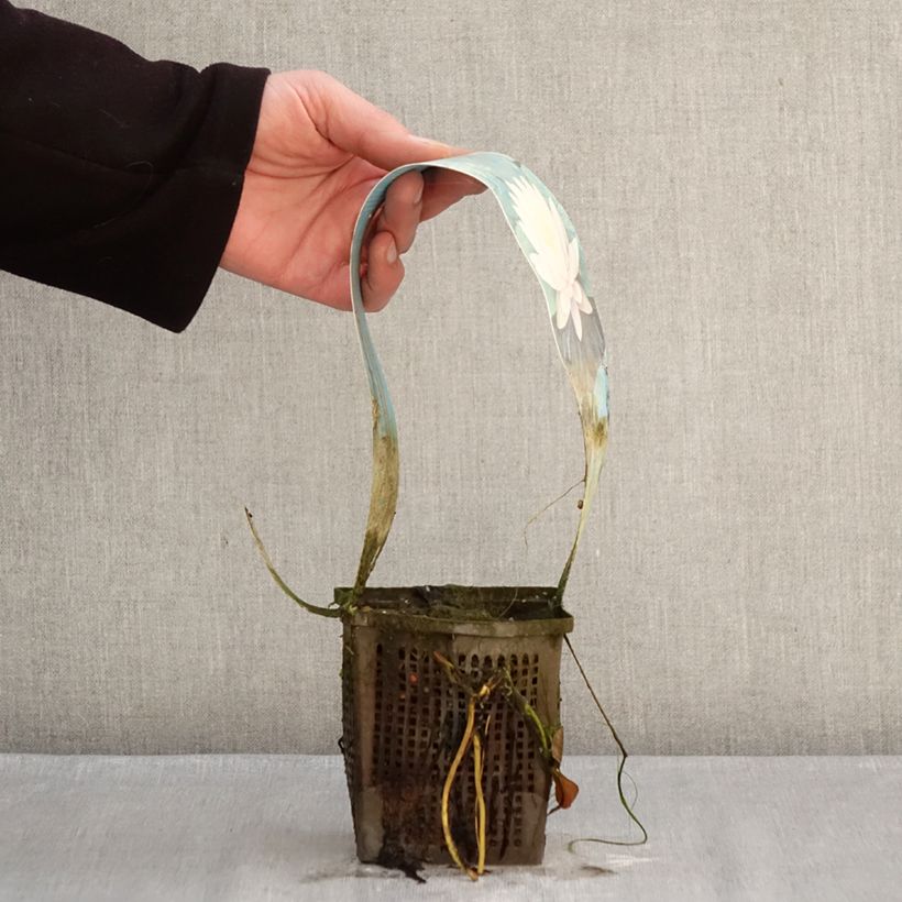 Nymphaea Ray Davies - Water Lily 1L/1.5L pot sample as delivered in winter