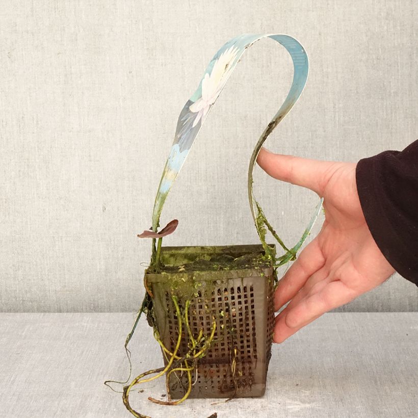 Nymphaea Ray Davies - Water Lily 1L/1.5L pot sample as delivered in spring