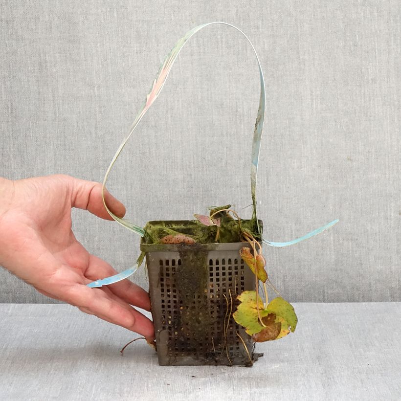 Nymphaea Red Spider - Water Lily 1L/1.5L pot sample as delivered in autumn