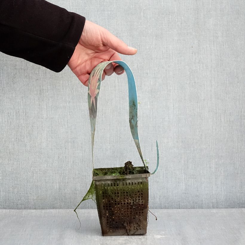 Nymphaea Red Spider - Water Lily 1L/1.5L pot sample as delivered in winter