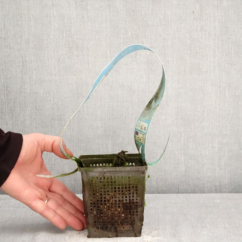 Nymphaea Red Spider - Water Lily 1L/1.5L pot sample as delivered in spring