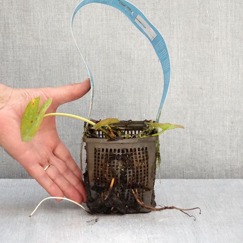 Nymphaea Rose Arey - Water Lily 1L/1.5L pot sample as delivered in autumn