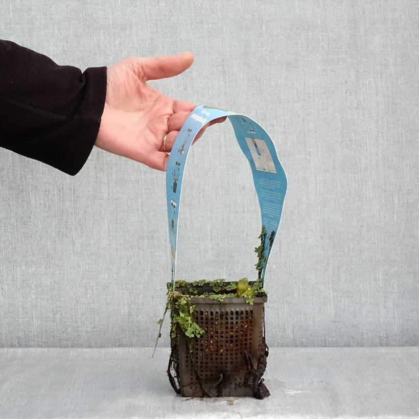 Nymphaea Rose Arey - Water Lily 1L/1.5L pot sample as delivered in winter