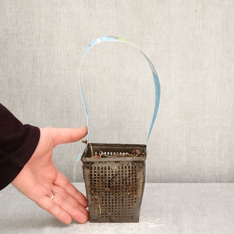 Nymphaea Rose Arey - Water Lily 1L/1.5L pot sample as delivered in spring