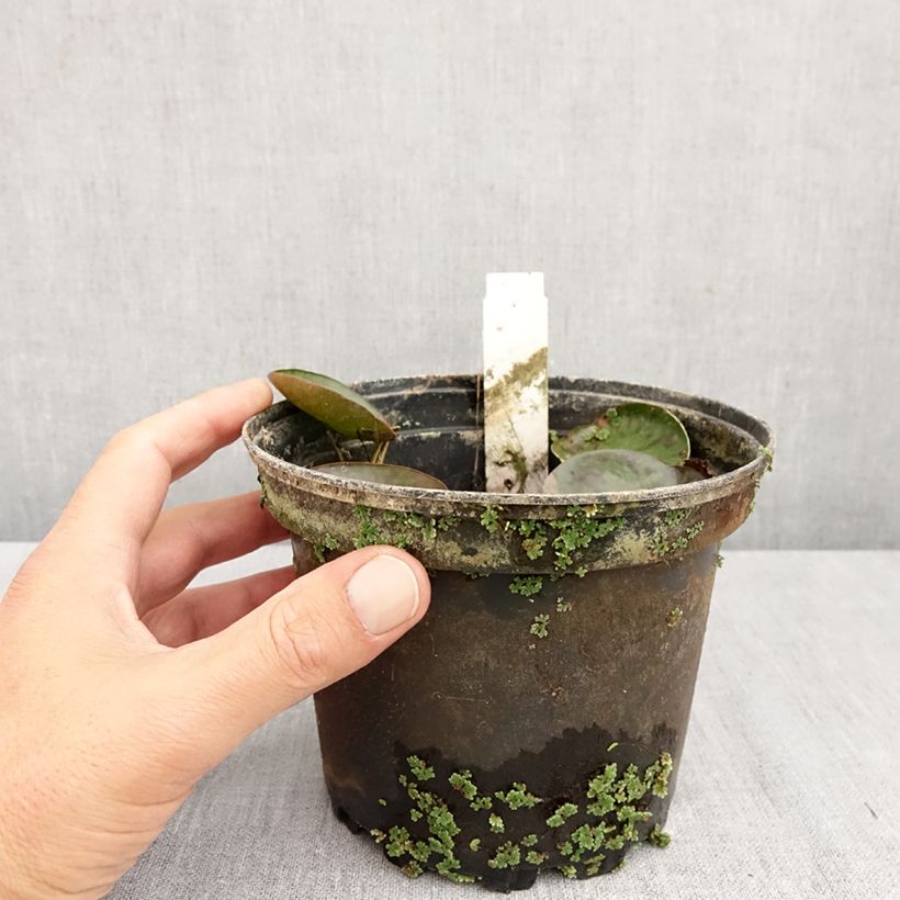 Nymphaea Sioux - Water Lily 1L/1.5L pot sample as delivered in autumn