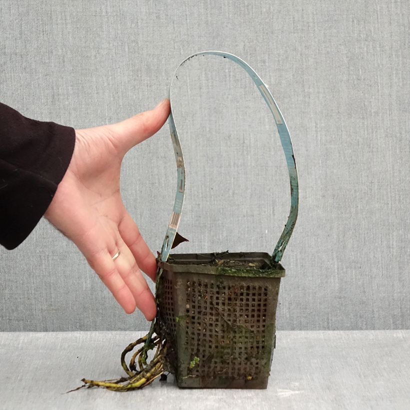 Nymphaea Venusta - Water Lily 1L/1.5L pot sample as delivered in autumn