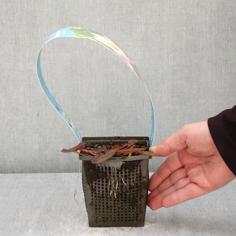 Nymphaea Venusta - Water Lily 1L/1.5L pot sample as delivered in spring