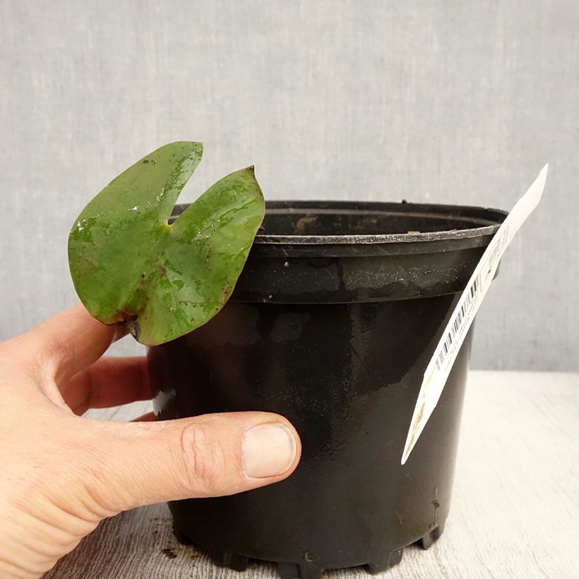Nymphaea Walter Pagels - Water lily 1.5L/2L pot sample as delivered in spring