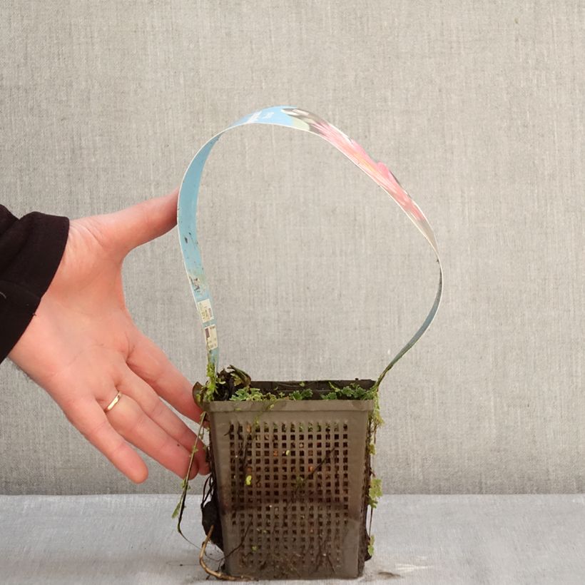 Nymphaea Wanvisa - Water Lily 1L/1.5L pot sample as delivered in winter