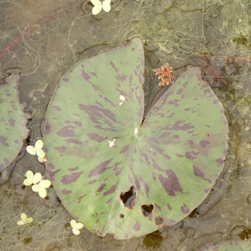 Nymphaea Yellow Enigma - Waterlily (Foliage)