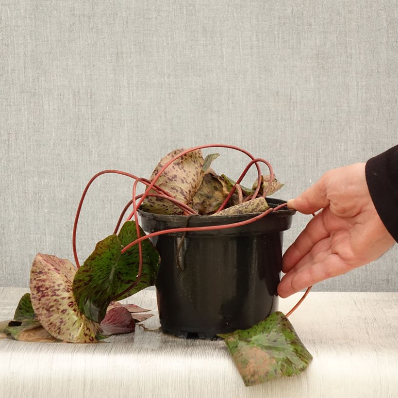 Nymphaea Yellow Queen - Waterlily 1.5L/2L pot sample as delivered in spring