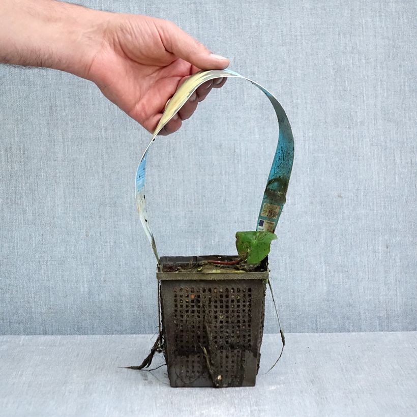 Nymphaea Yellow Sensation - Water Lily 1L/1.5L pot sample as delivered in autumn