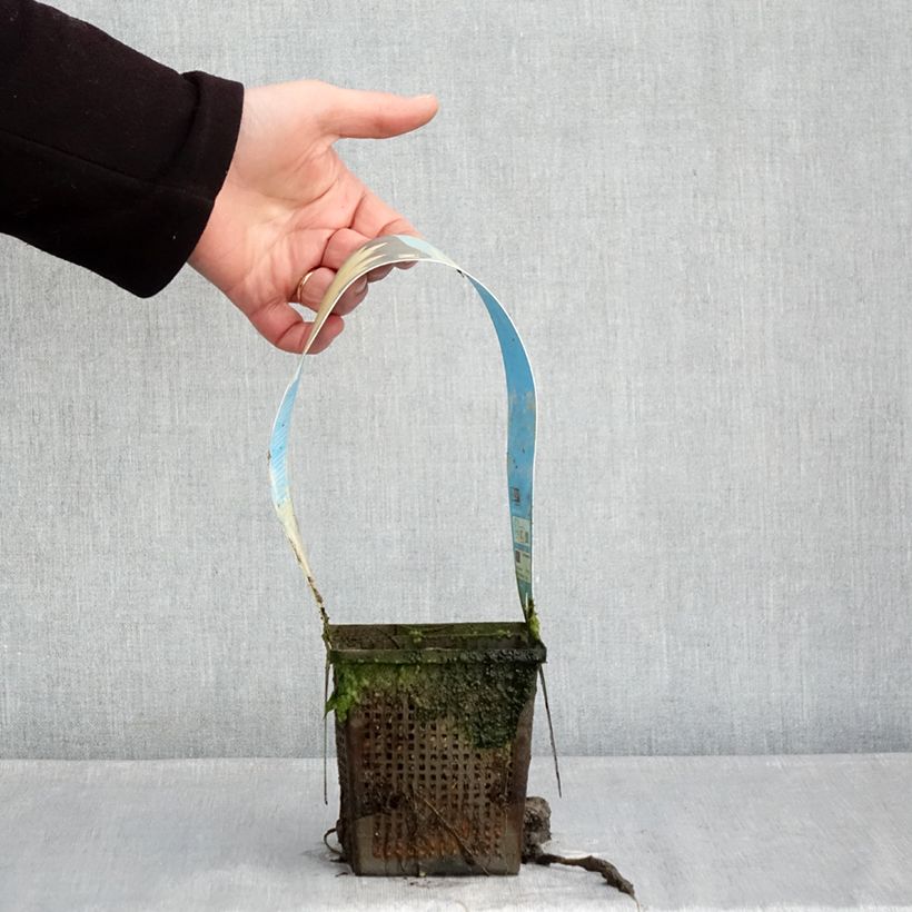 Nymphaea Yellow Sensation - Water Lily 1L/1.5L pot sample as delivered in winter