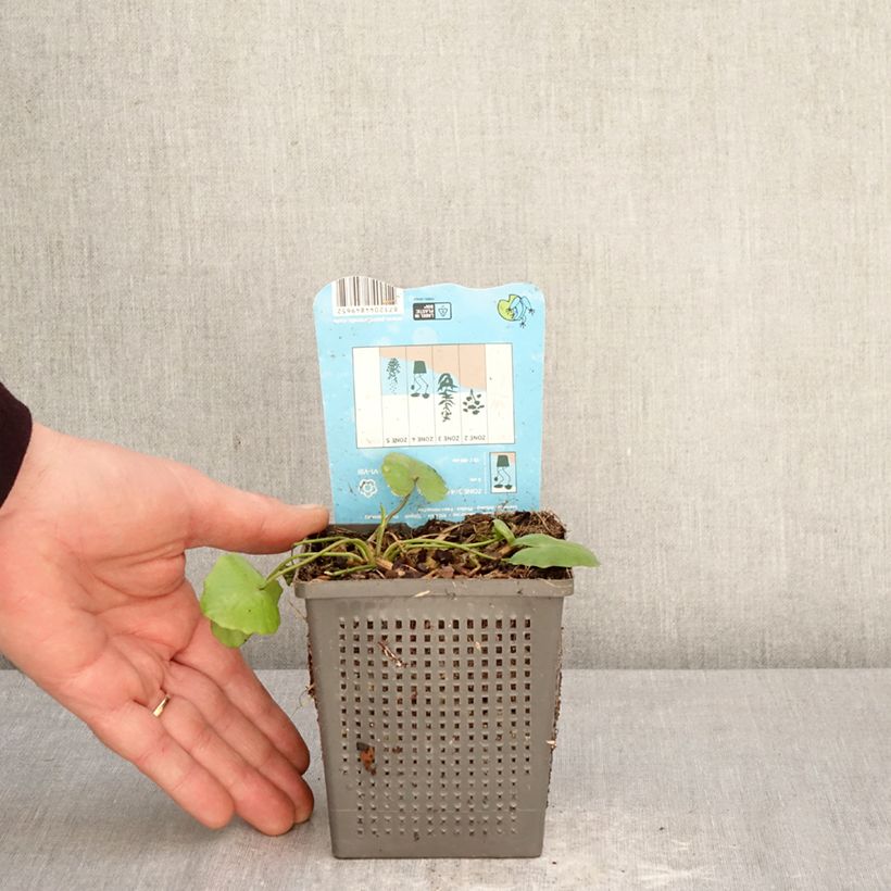 Nymphoides peltata - yellow floating heart 1L/1.5L pot sample as delivered in spring