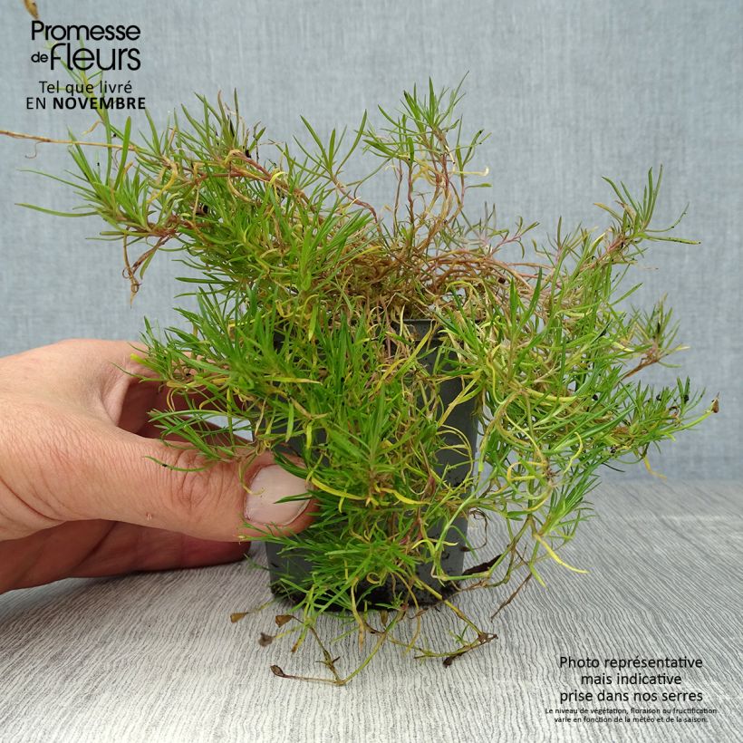 Petrorhagia saxifraga 8/9 cm pot sample as delivered in autumn
