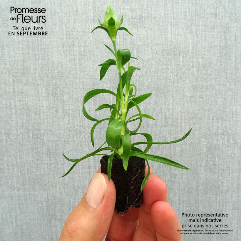 Dianthus Sunflor Evert Plug plant 1.5/2.5 cm sample as delivered in autumn