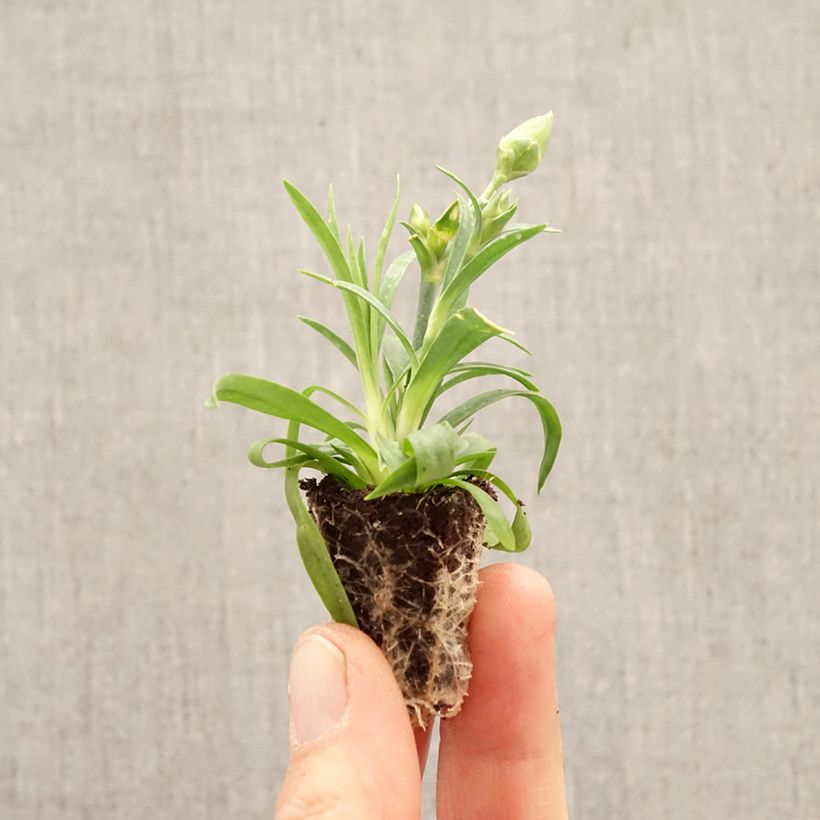Dianthus Sunflor Evert Plug plant 1.5/2.5 cm sample as delivered in spring