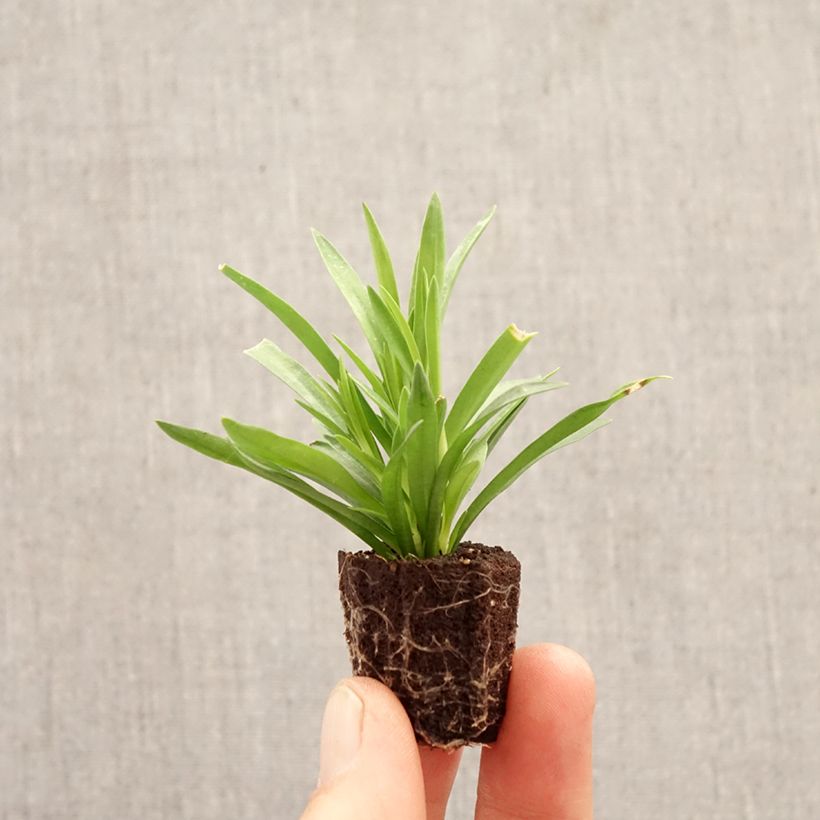 Dianthus Sunflor Red Esta Plug plant 1.5/2.5 cm sample as delivered in spring
