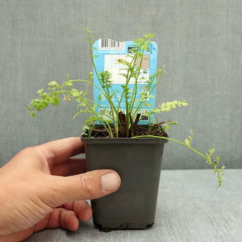 Oenanthe aquatica - Oenanthe aquatique Godet de 8/9 cm sample as delivered in summer