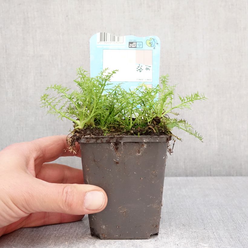 Oenanthe aquatica - fine-leaved water dropwort 8/9 cm pot sample as delivered in spring