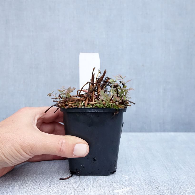 Oenanthe javanica Flamingo 8/9 cm pot sample as delivered in autumn